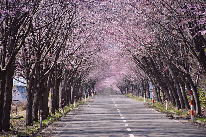 岩木山麓の桜並木 1