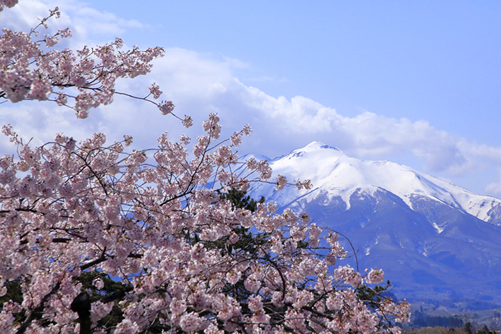 岩木山麓の桜並木 2