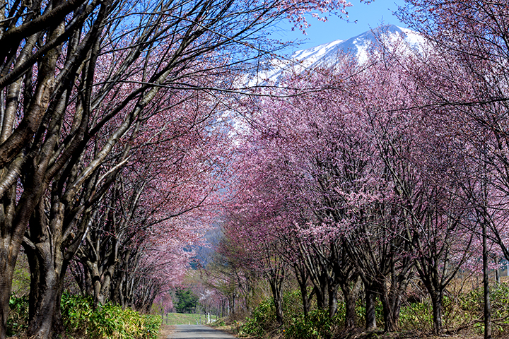 岩木山麓の桜並木 3