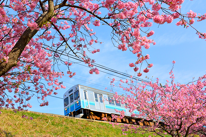 桜の中を走る伊豆急行電車